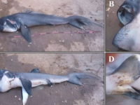 首次在东非发现罕见的巨口鲨为什么人们对它知之甚少