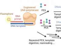 一种酶促合成潜在RNA疗法的新方法